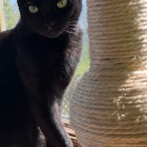 Scratching post for cats/little lions. NEW Unused. 18 inches (height)